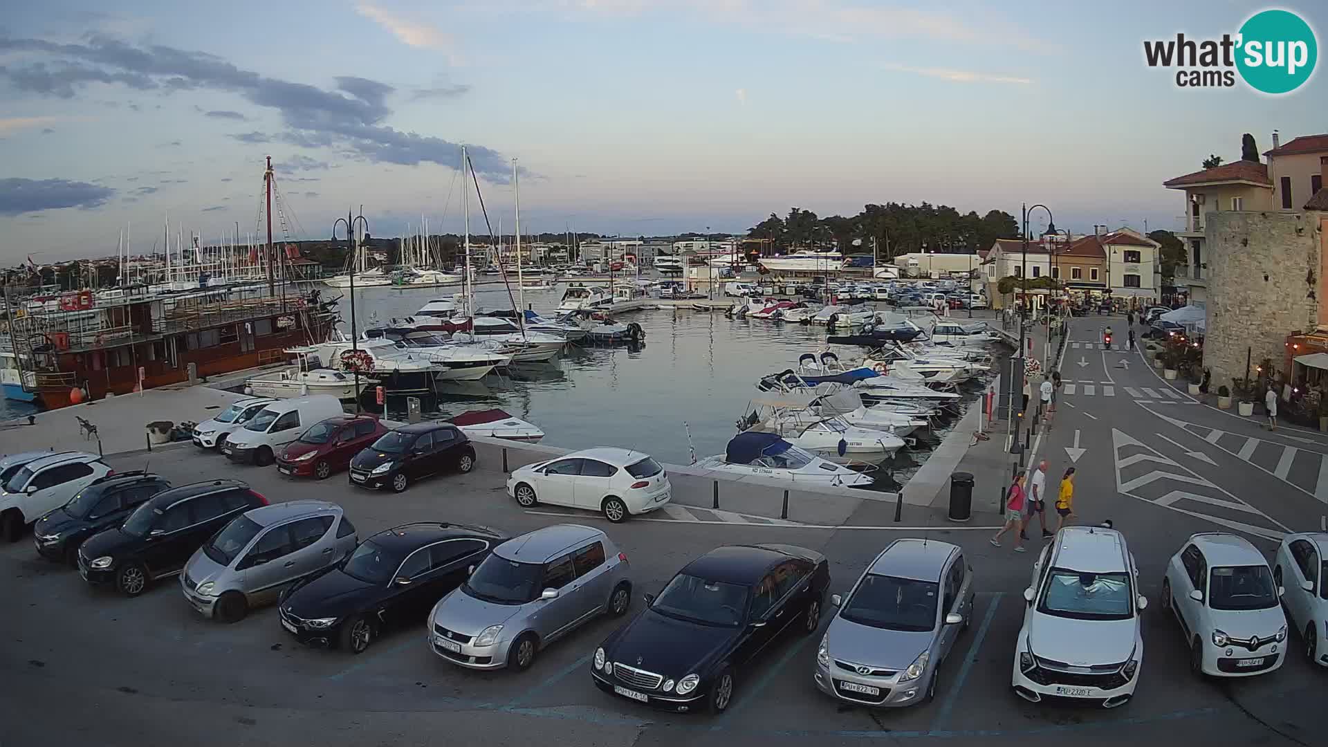 Novigrad | Porporela marina