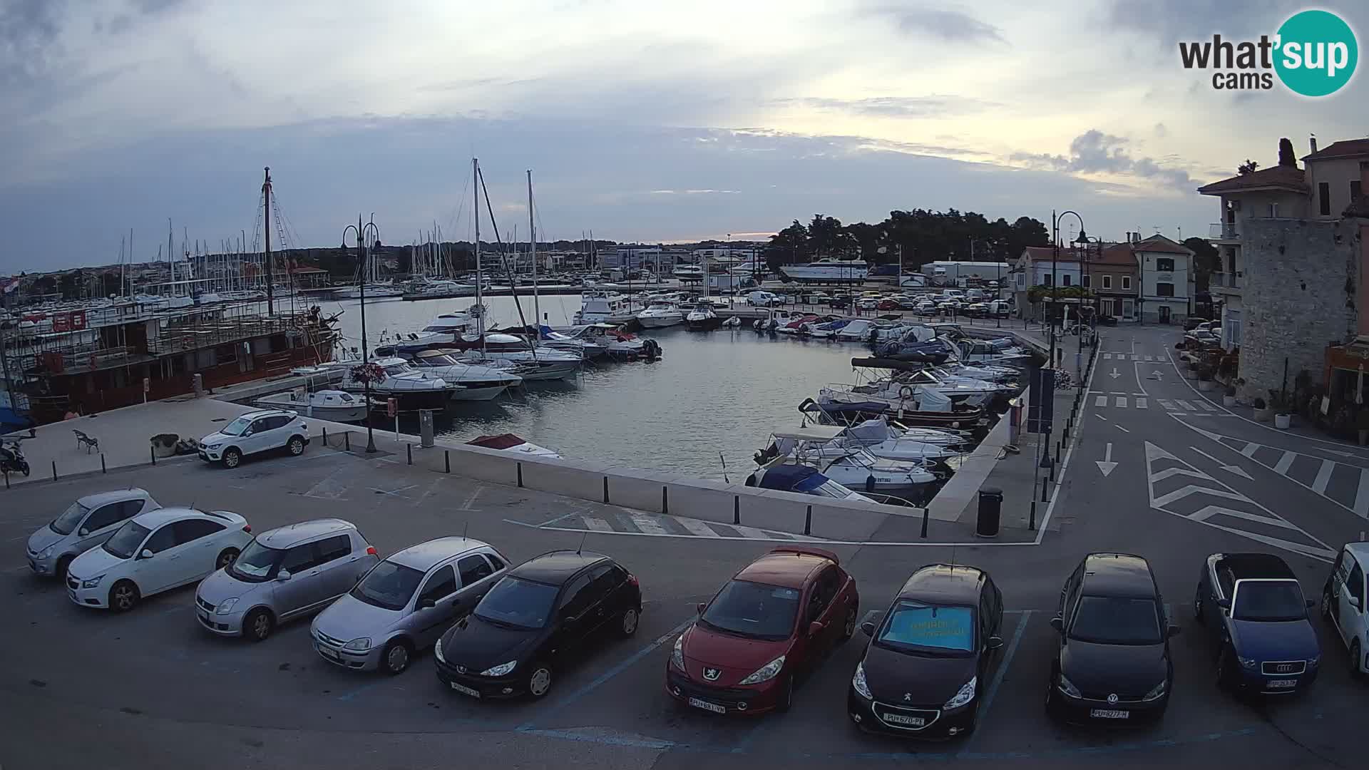 Novigrad | Porporela marina