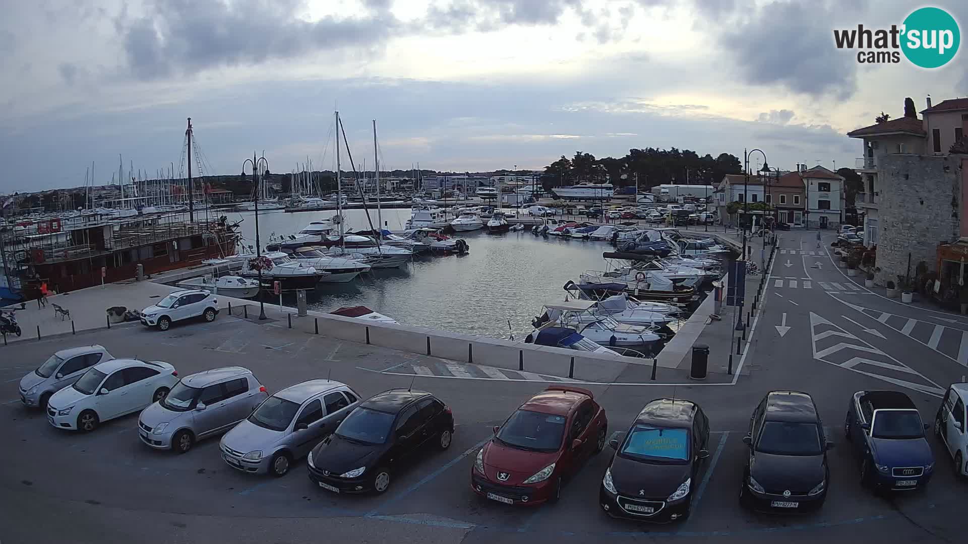 Novigrad | Porporela marina