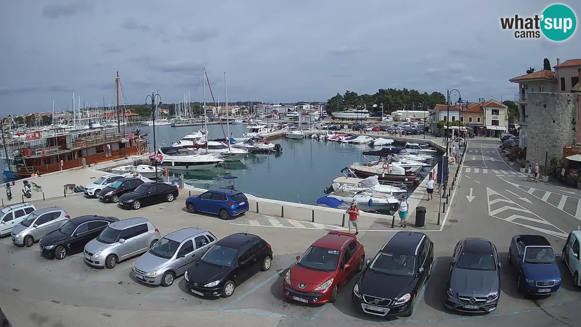 Novigrad | Porporela marina