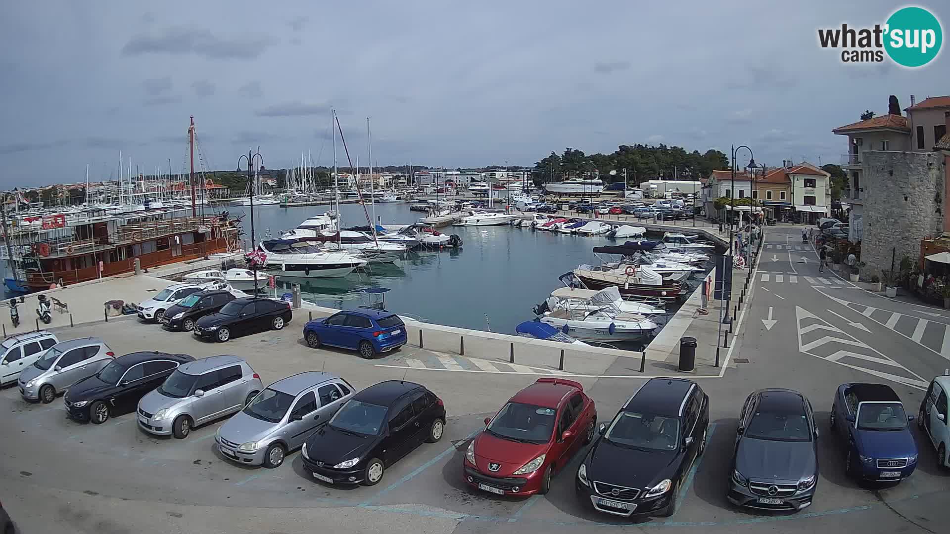 Novigrad | Porporela marina