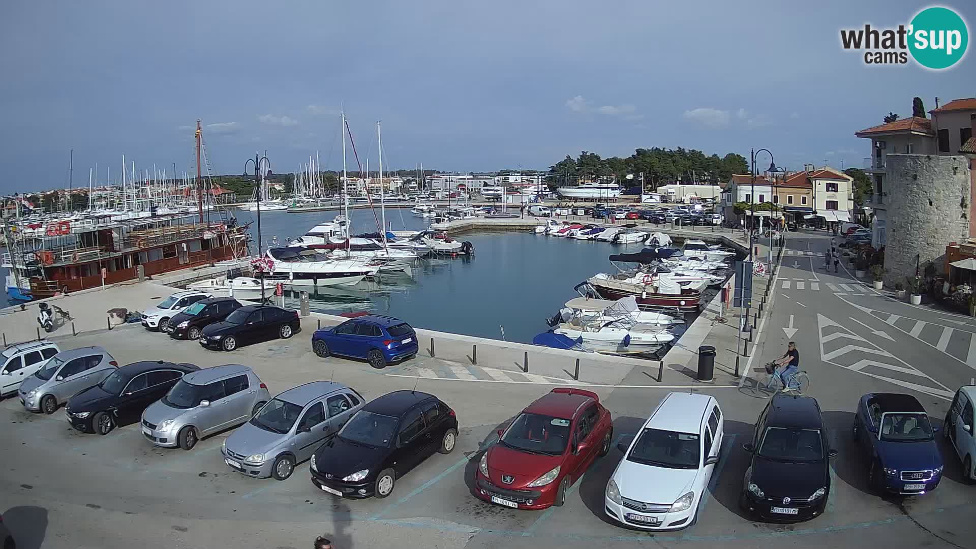 Novigrad | Porporela marina