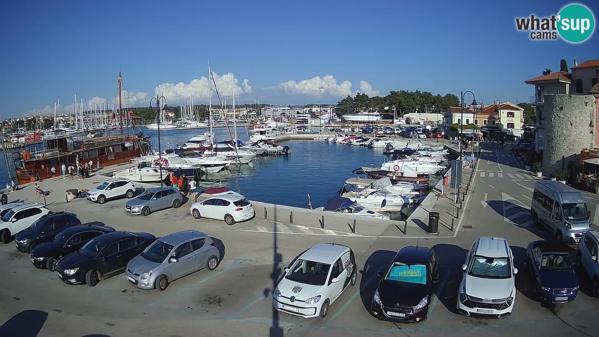 Novigrad | Porporela marina