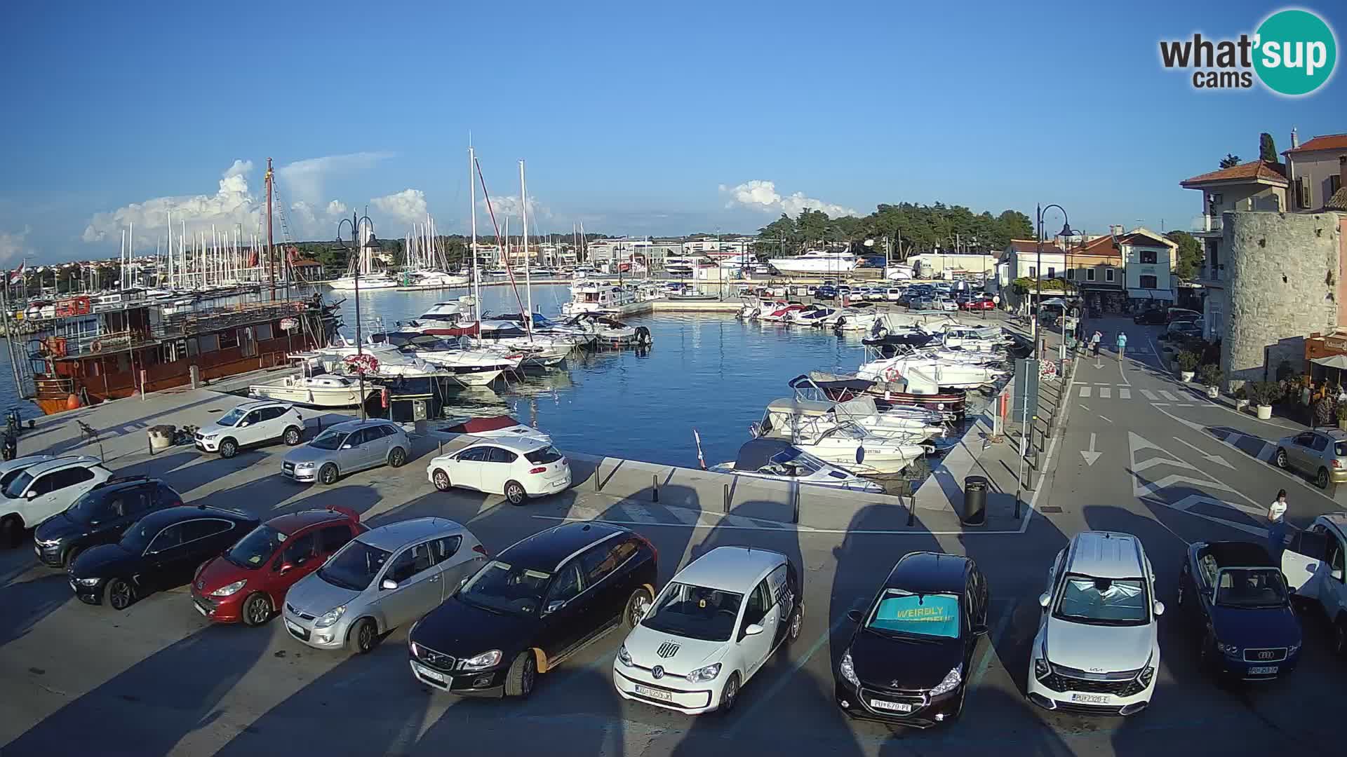 Novigrad | Porporela marina