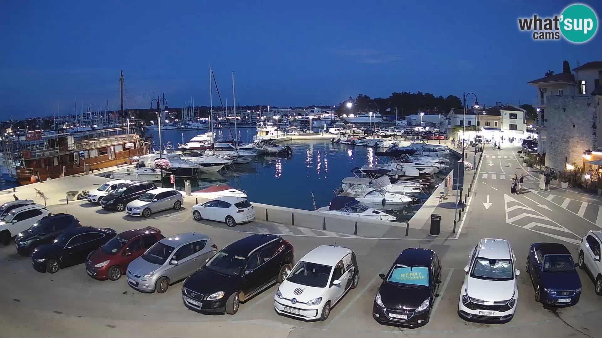 Novigrad | Porporela marina