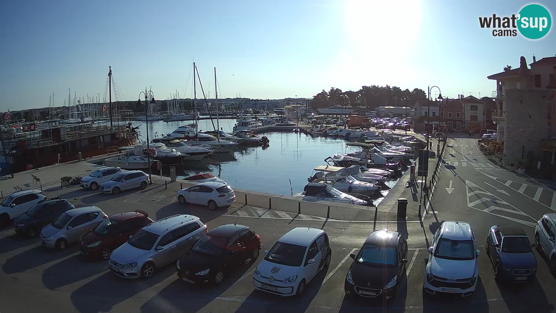 Novigrad | Porporela marina