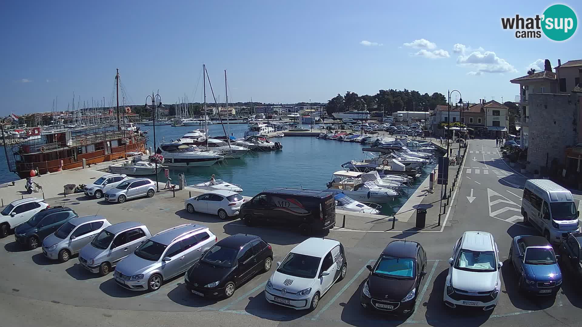 Novigrad | Porporela marina