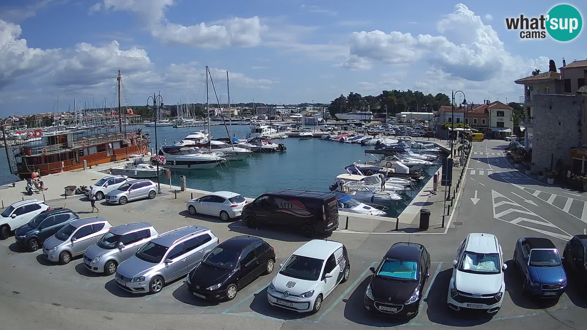 Novigrad | Porporela marina
