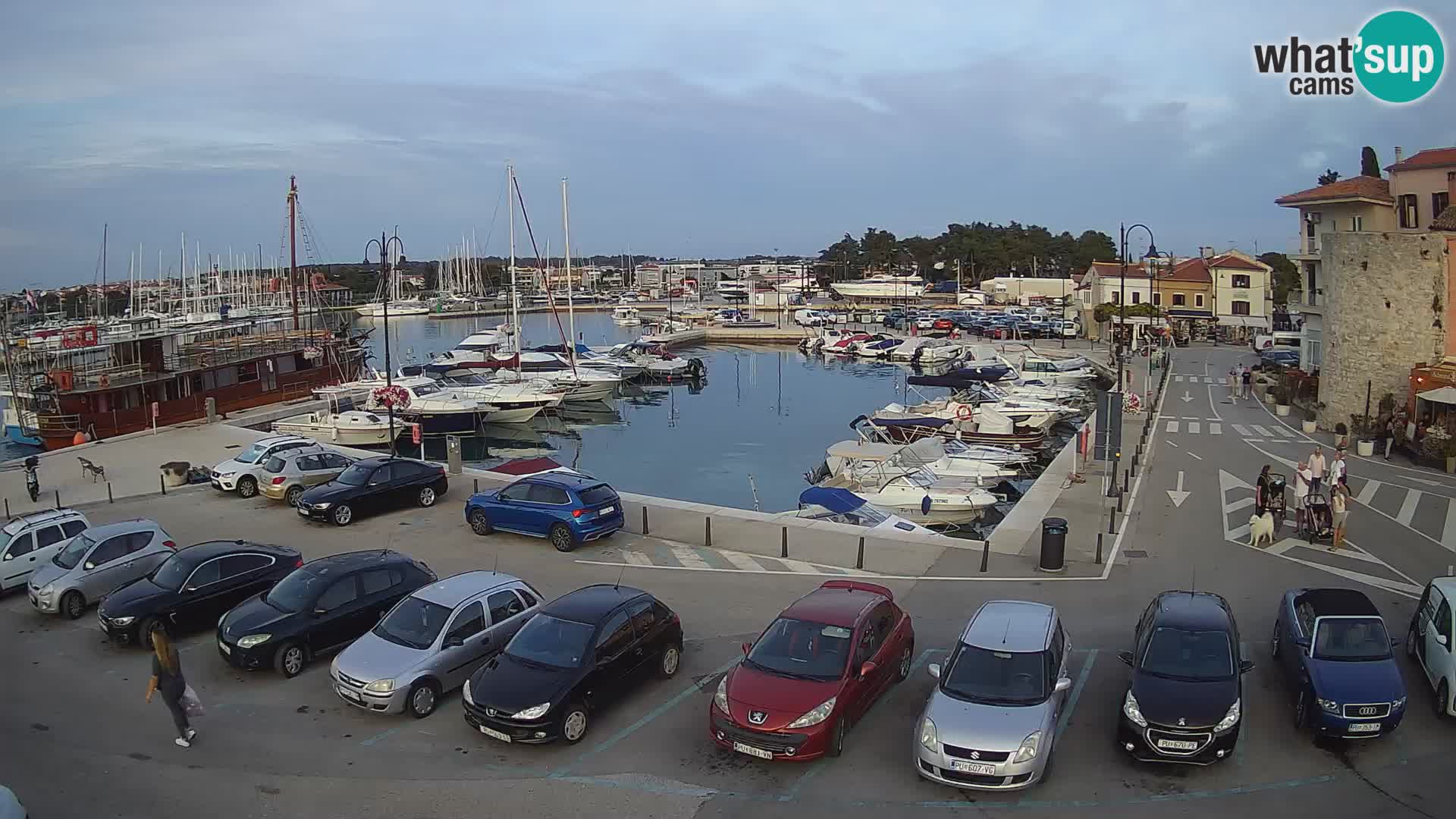 Novigrad | Porporela marina
