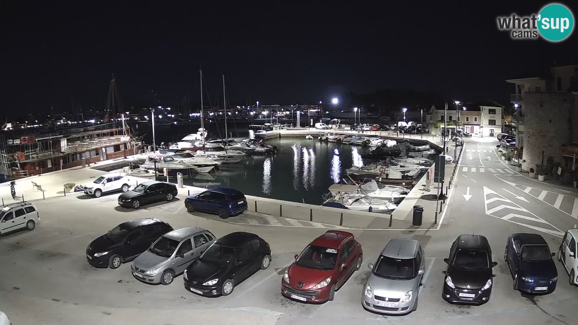 Novigrad | Porporela marina