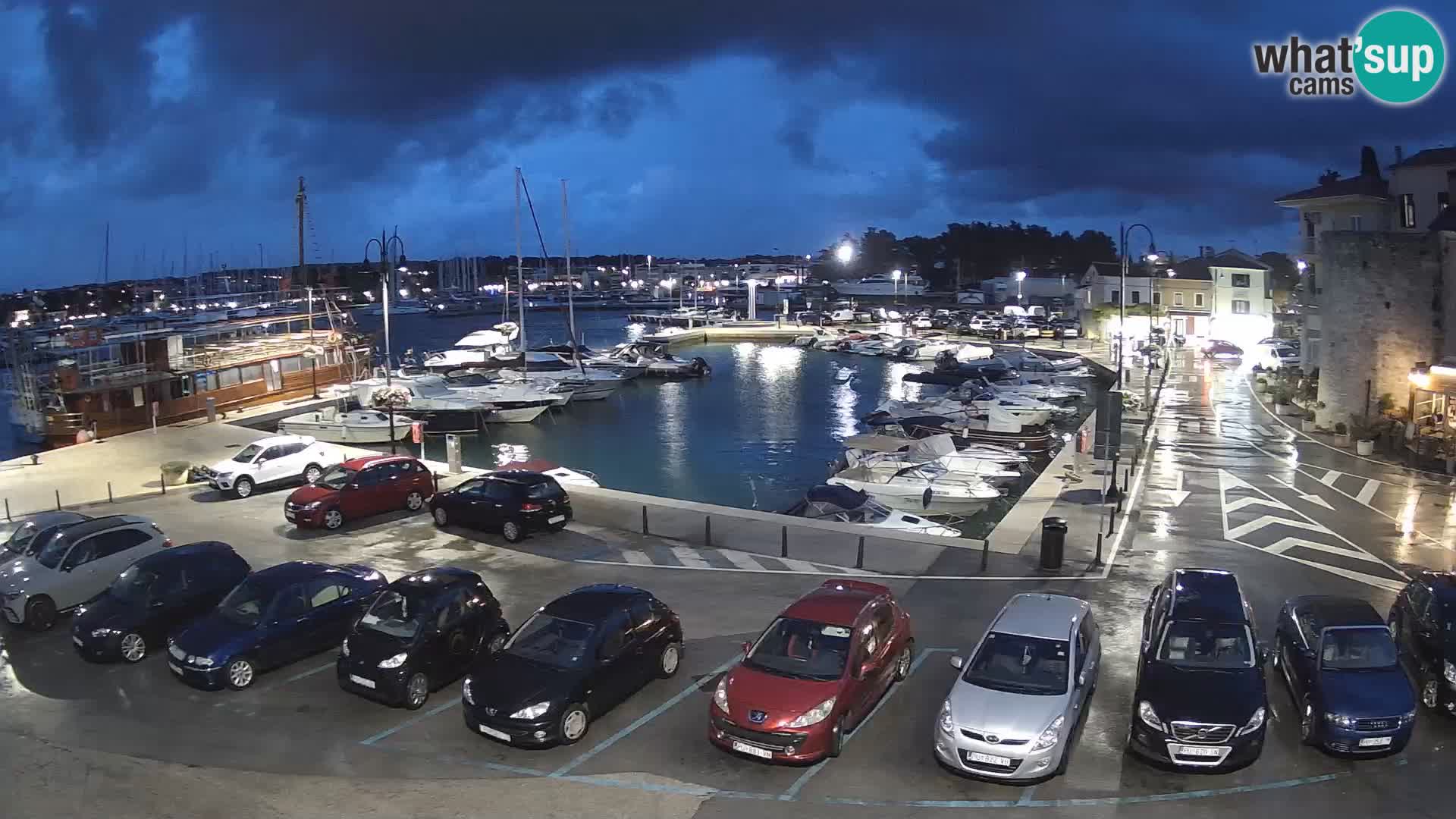 Novigrad | Porporela marina