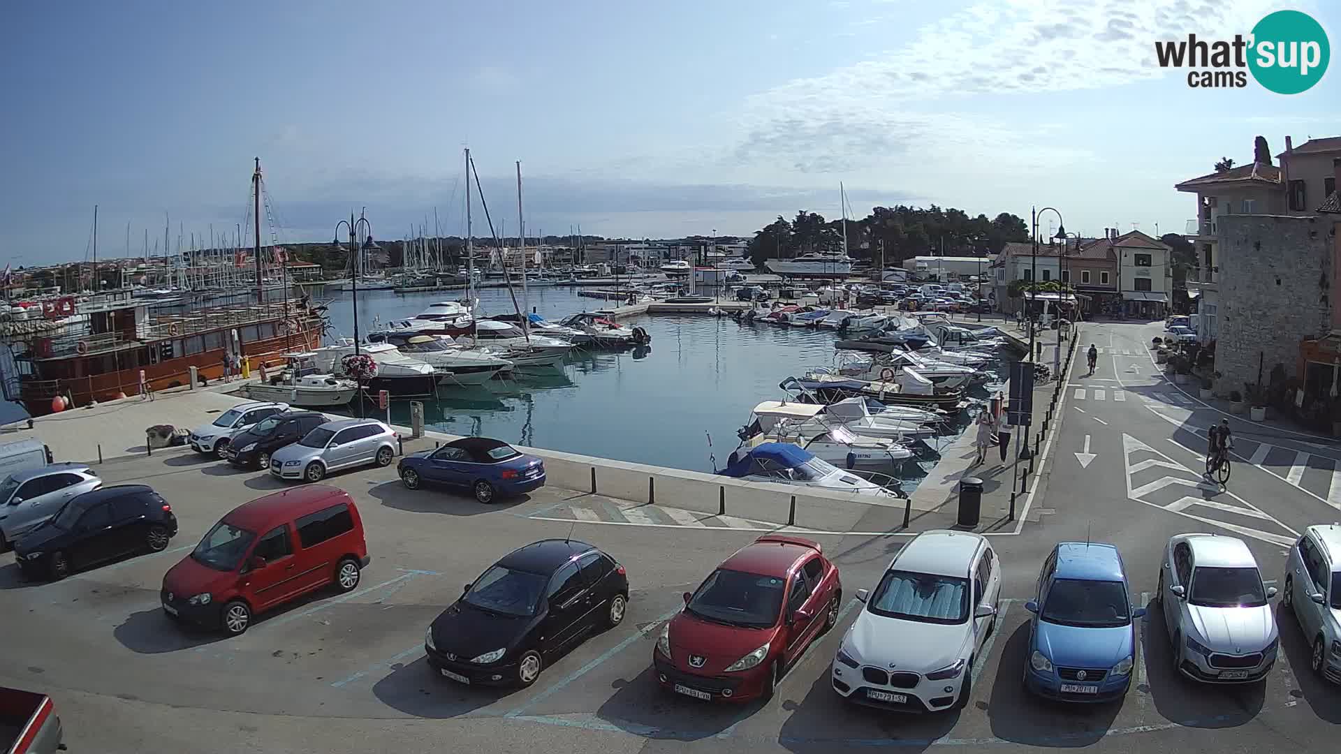 Novigrad | Porporela marina