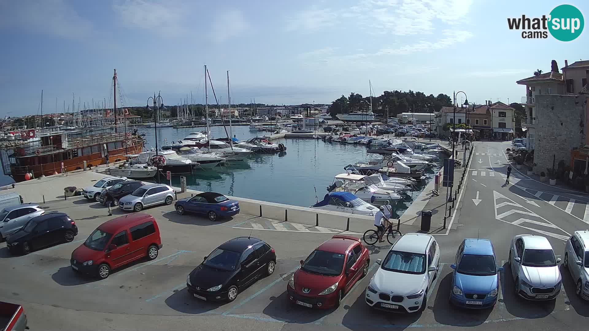 Novigrad | Porporela marina