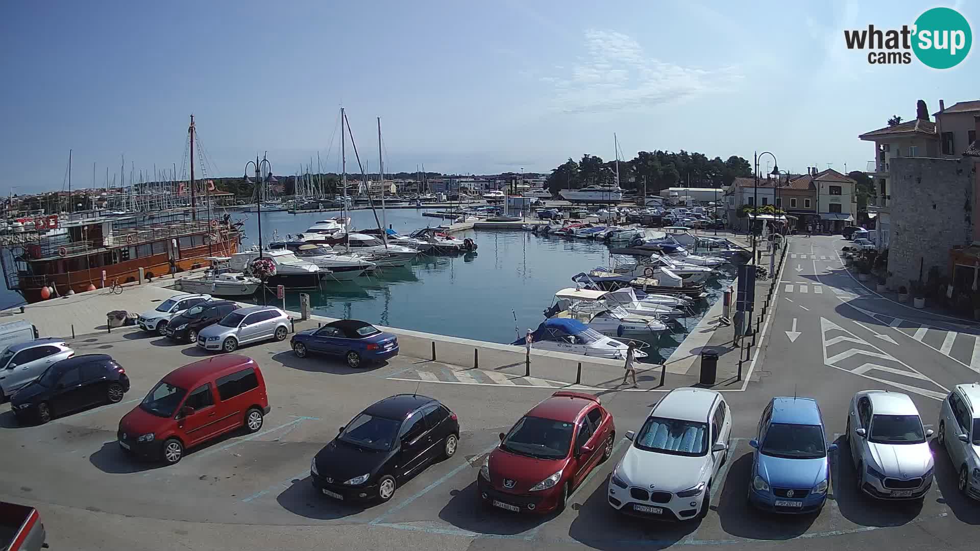 Novigrad | Porporela marina