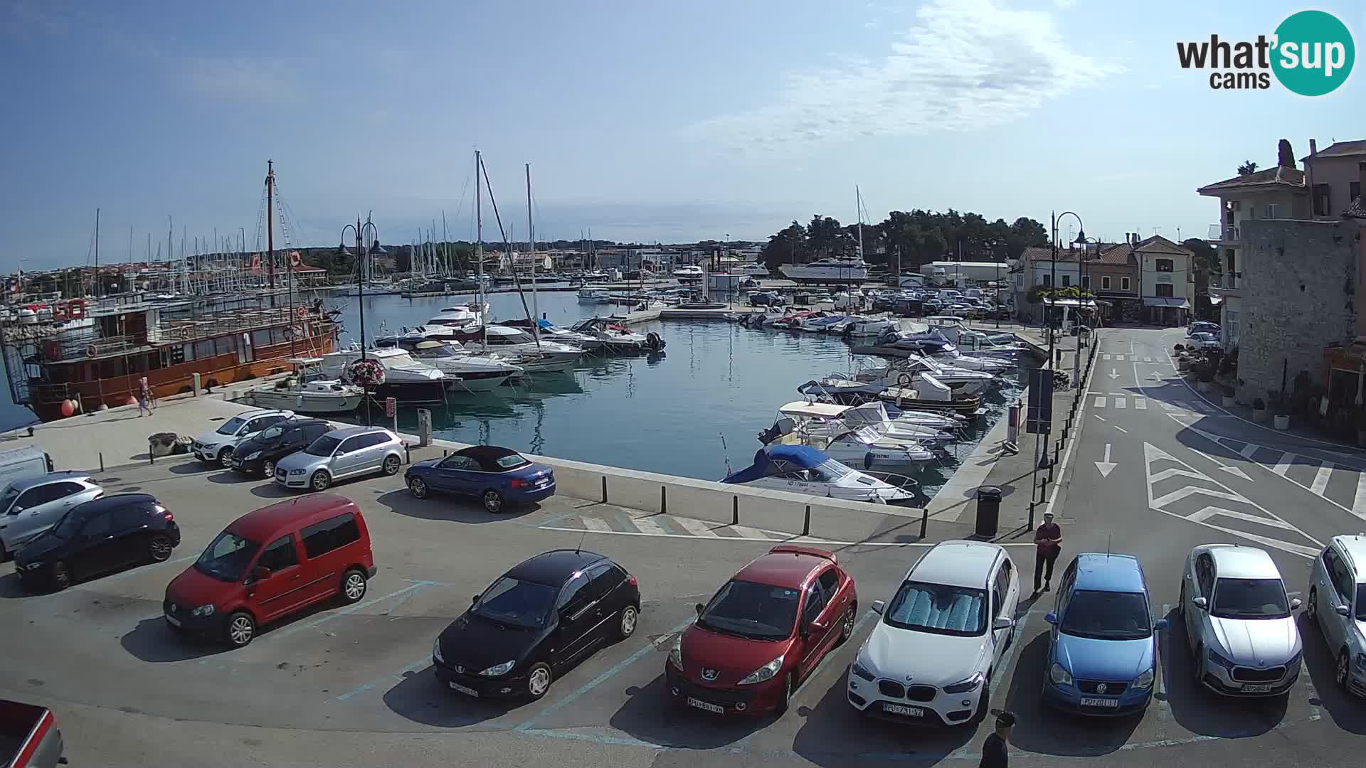 Novigrad | Porporela marina