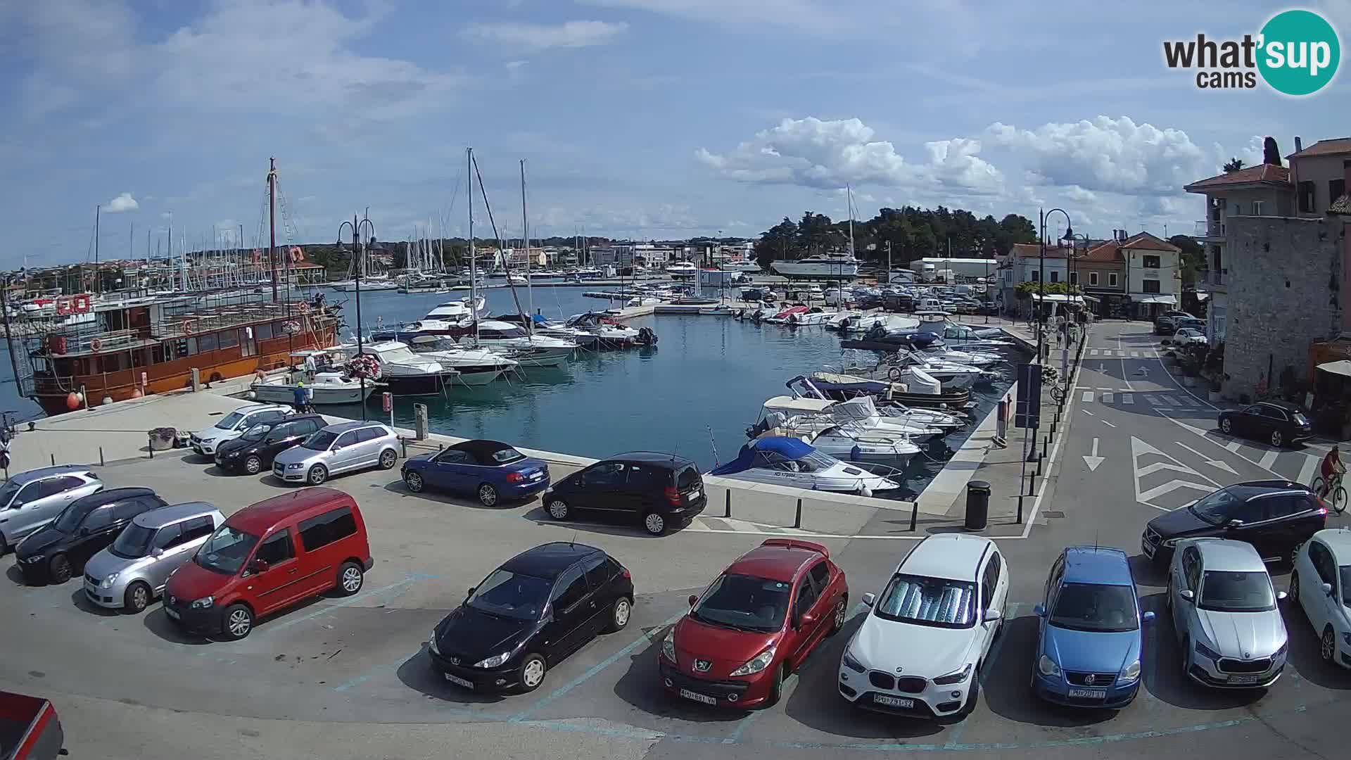 Novigrad | Porporela marina