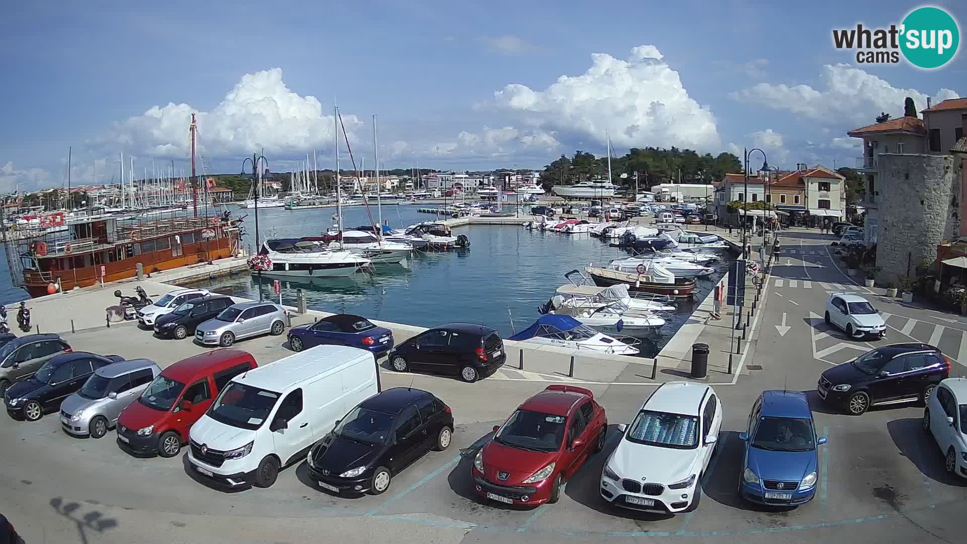 Novigrad | Porporela marina