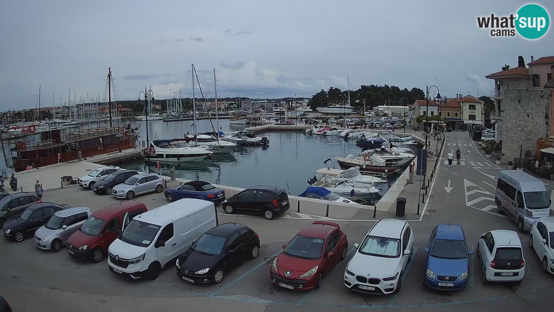 Novigrad | Porporela marina