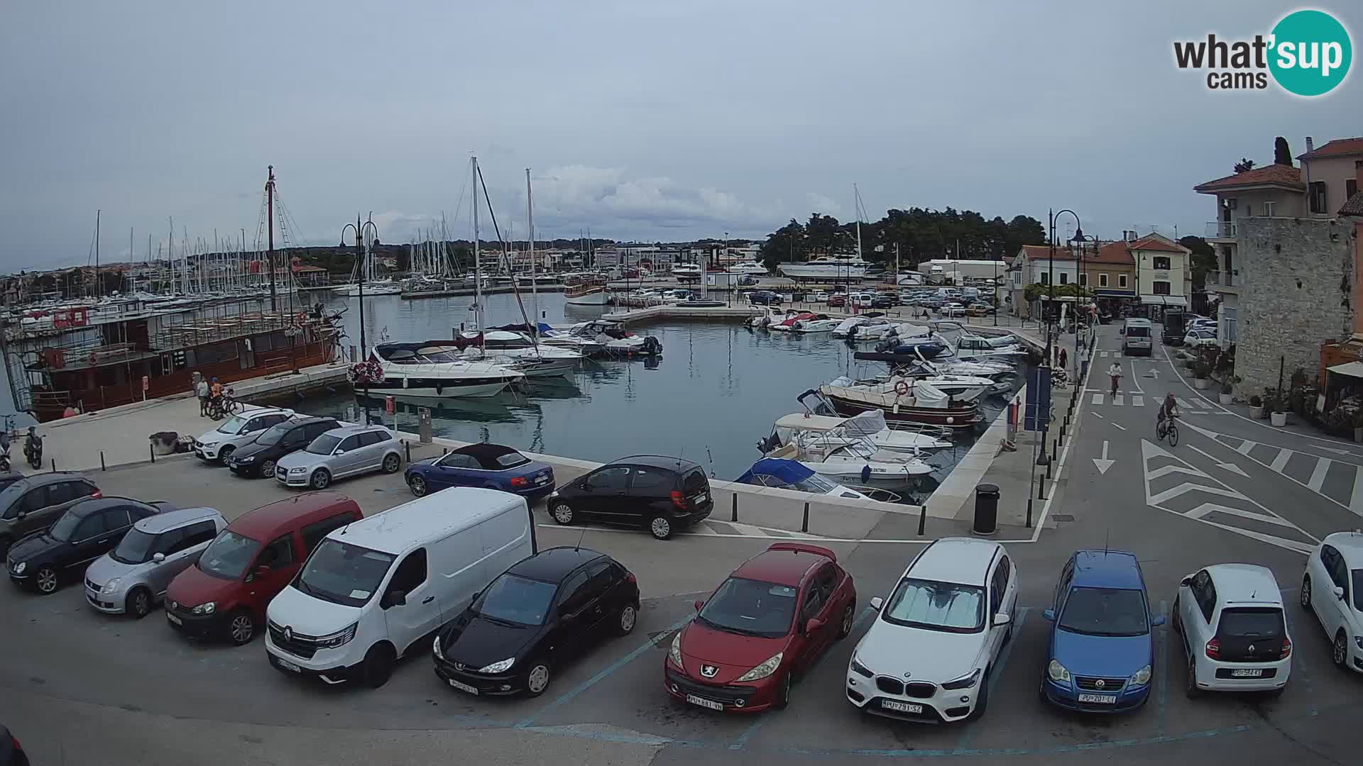 Novigrad | Porporela marina