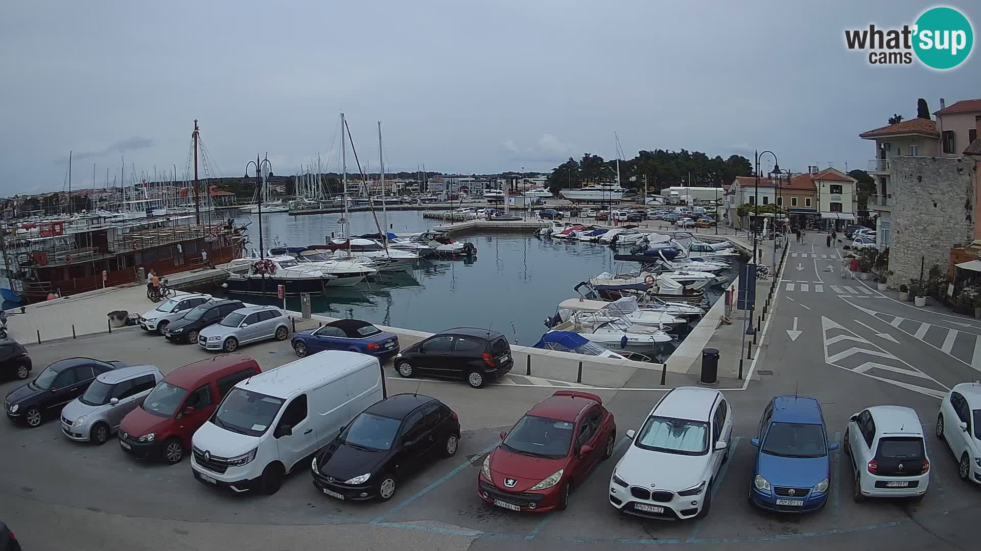 Novigrad | Porporela marina
