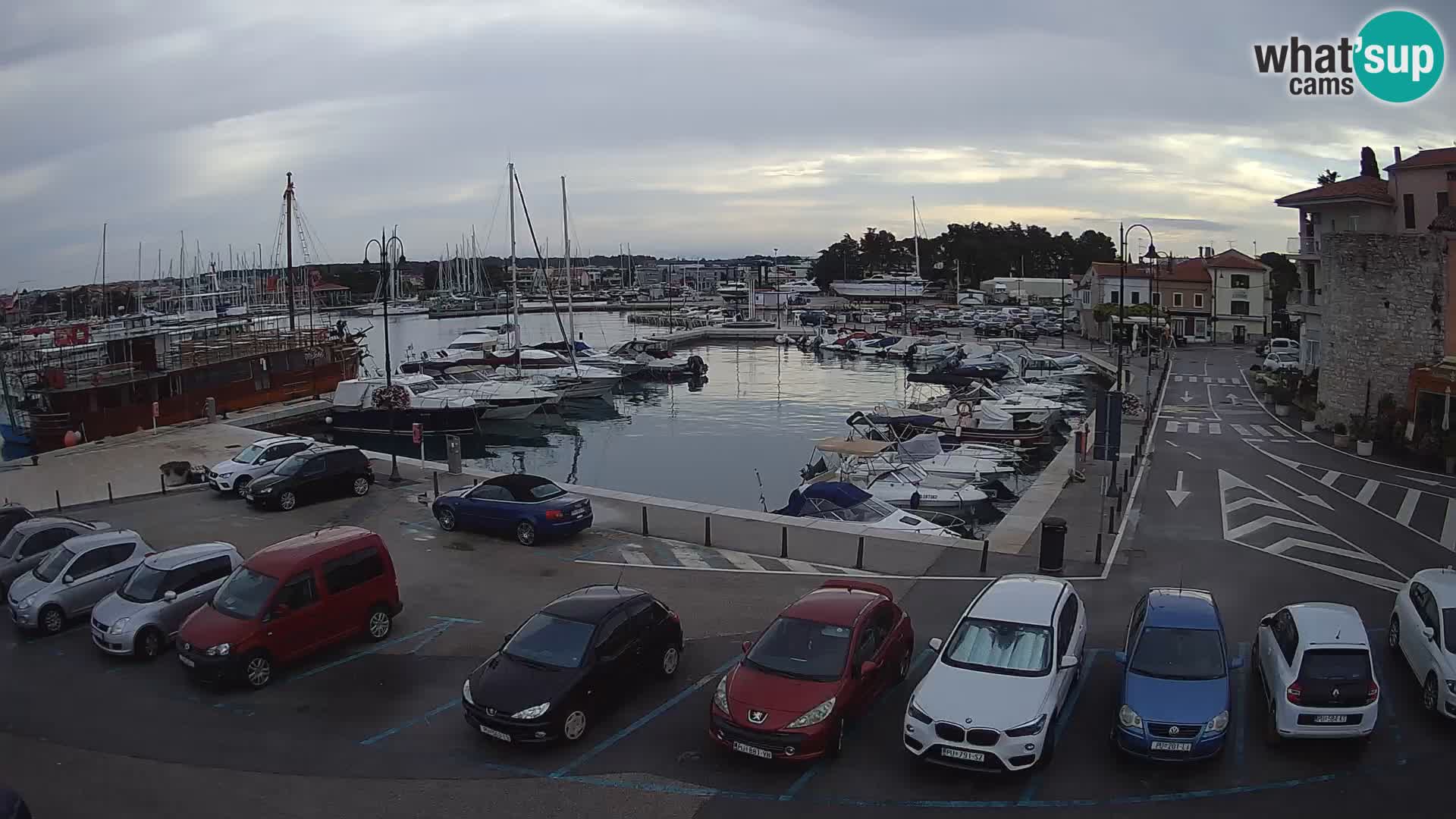 Novigrad | Porporela marina