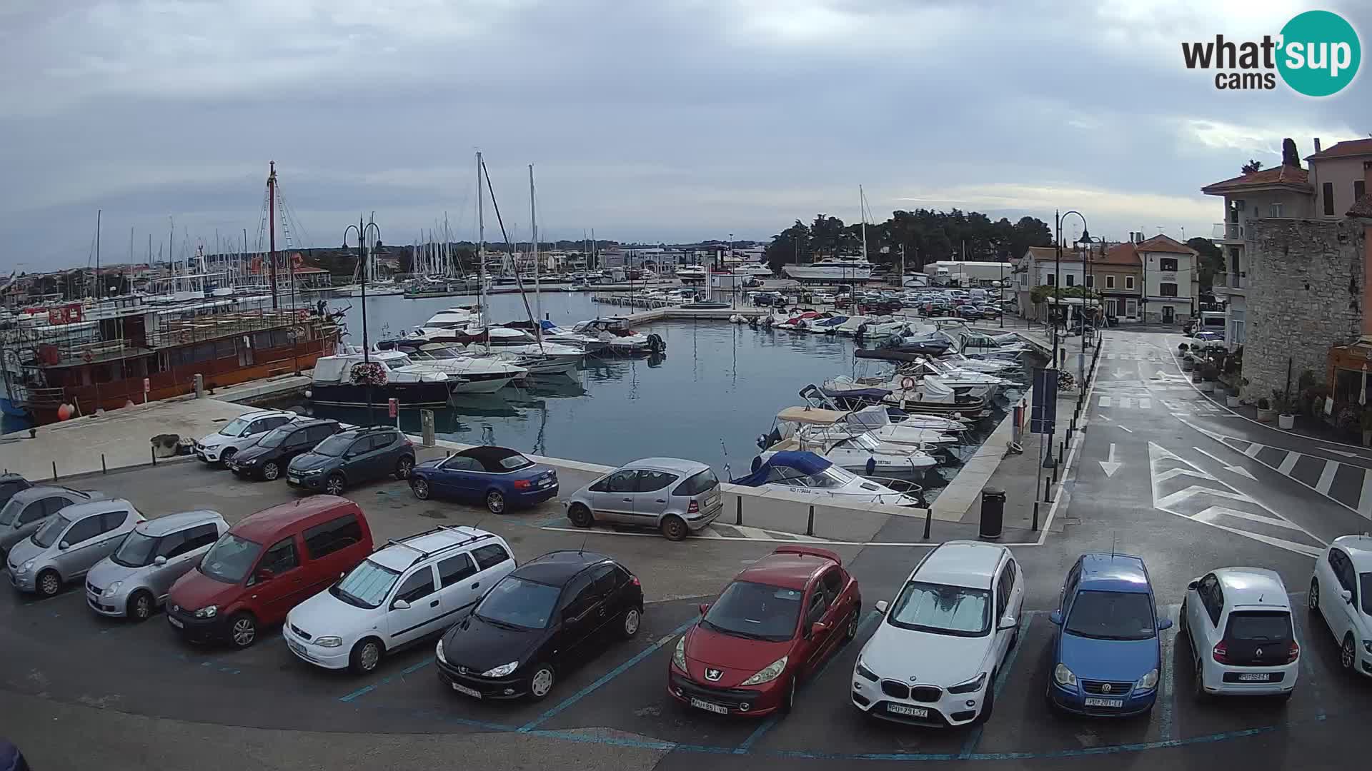 Novigrad | Porporela marina