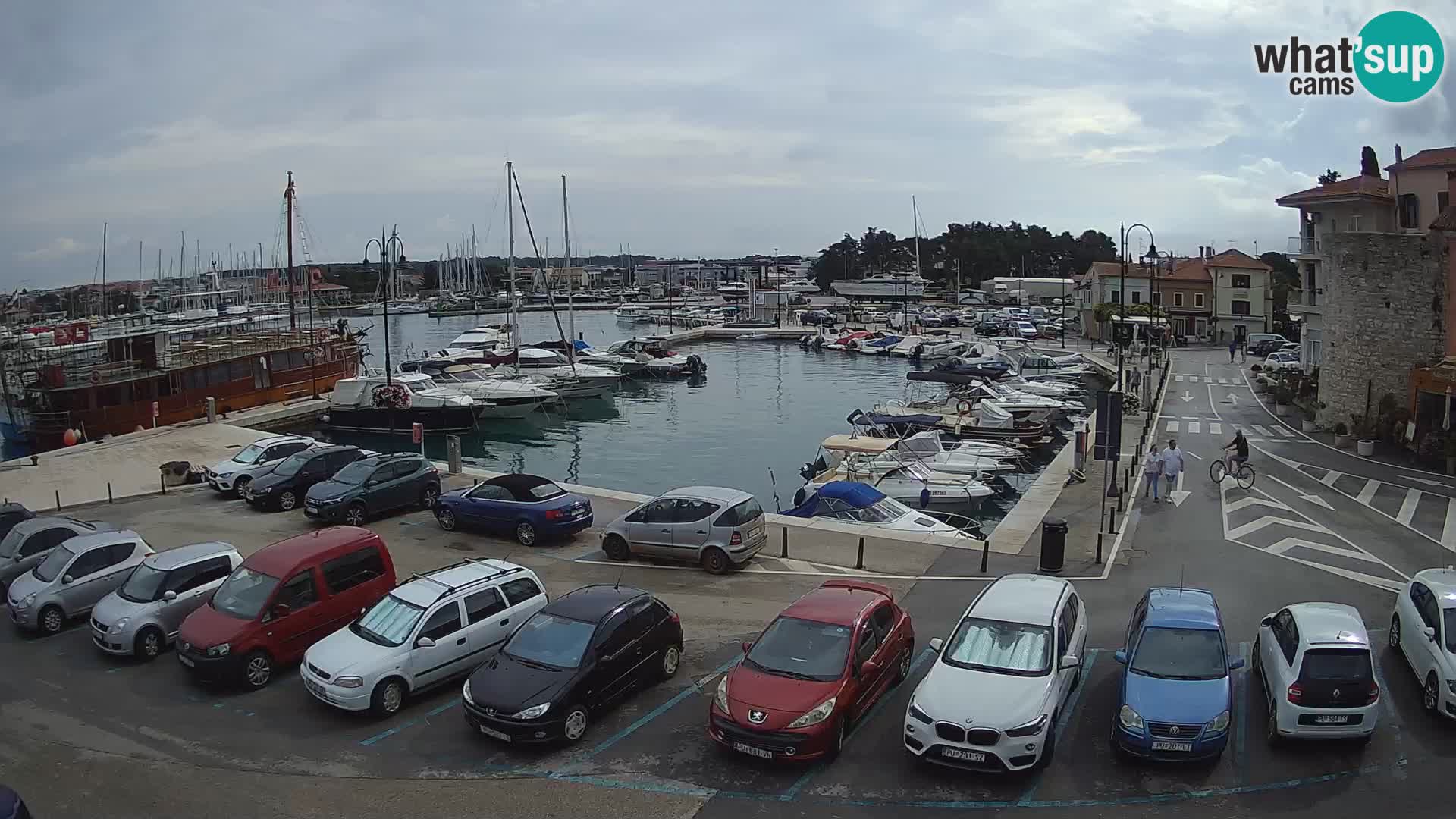 Novigrad | Porporela marina