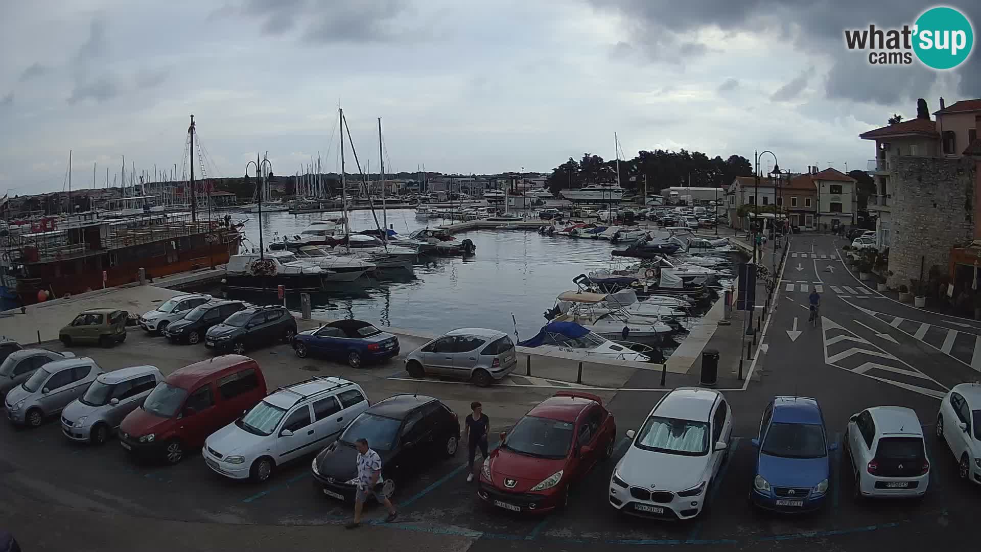 Novigrad | Porporela marina