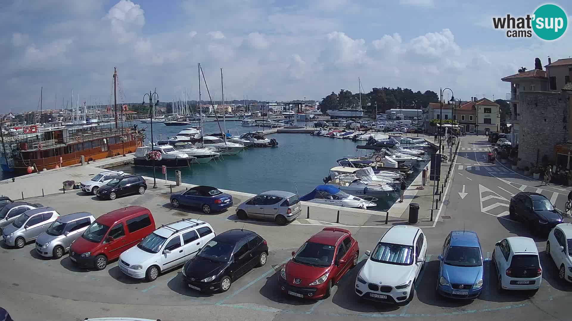Novigrad | Porporela marina