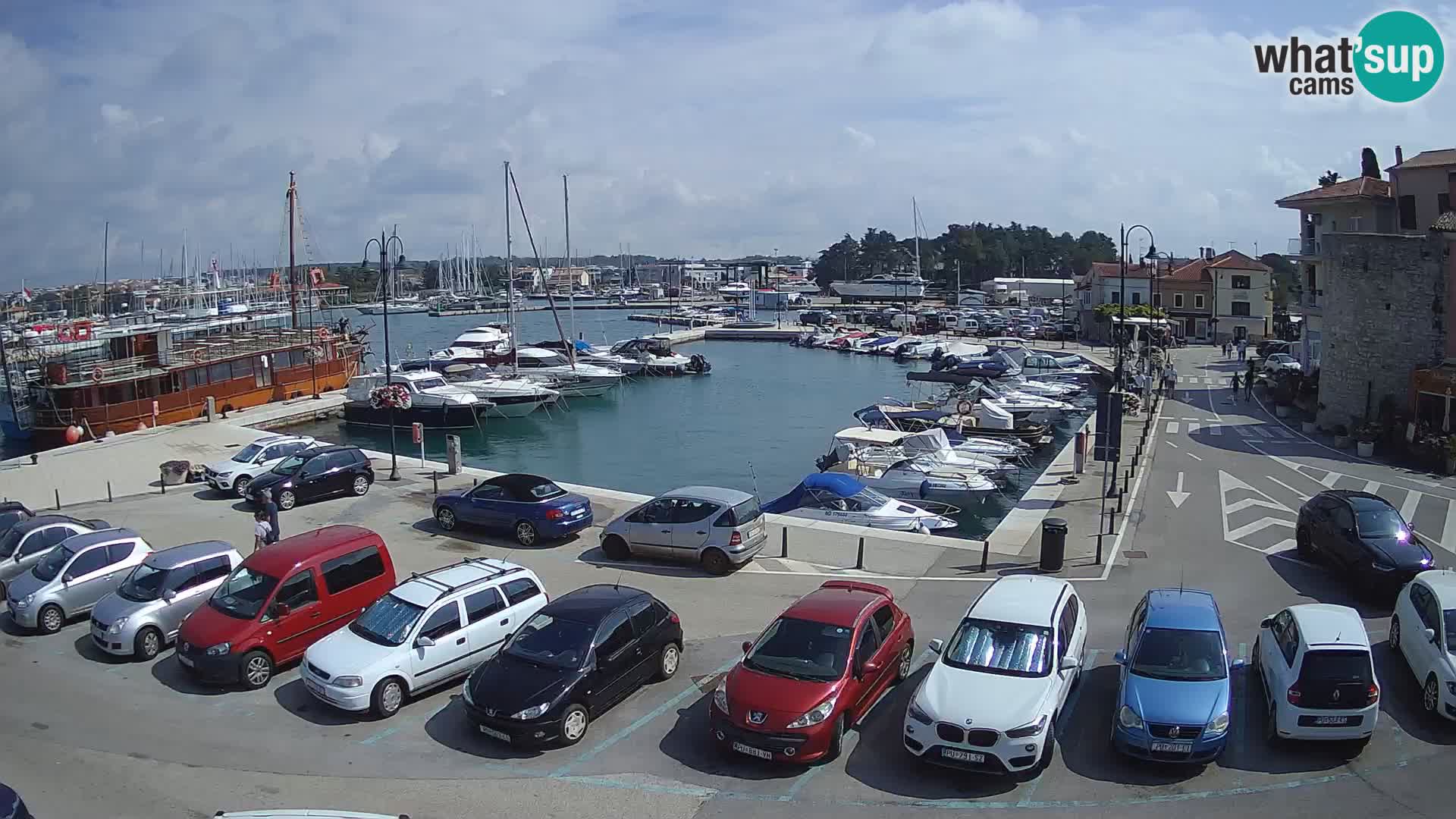 Novigrad | Porporela marina