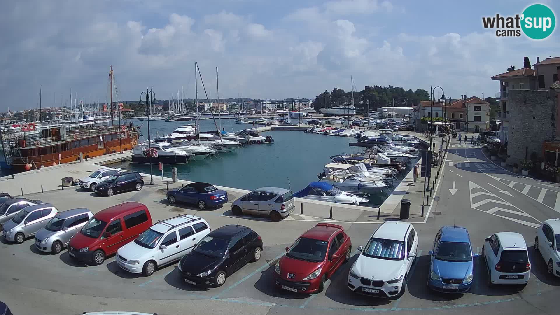 Novigrad | Porporela marina