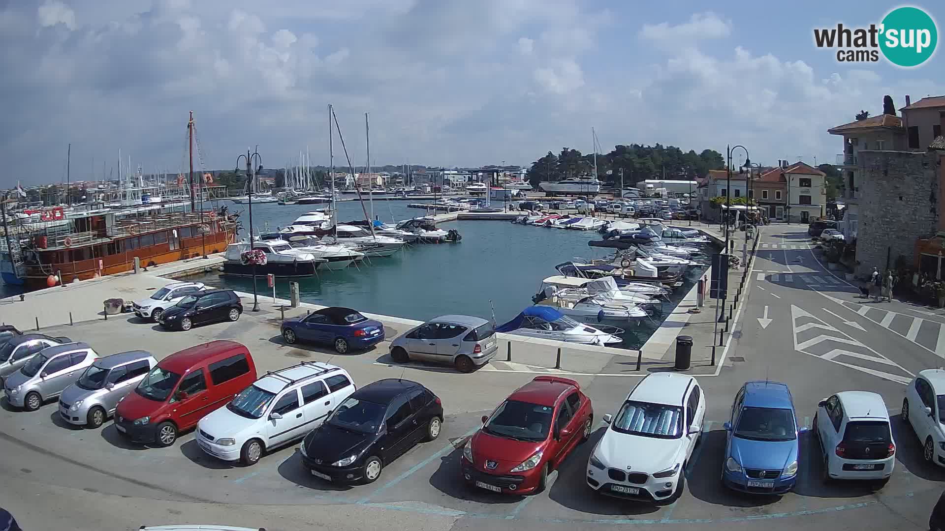 Novigrad | Porporela marina