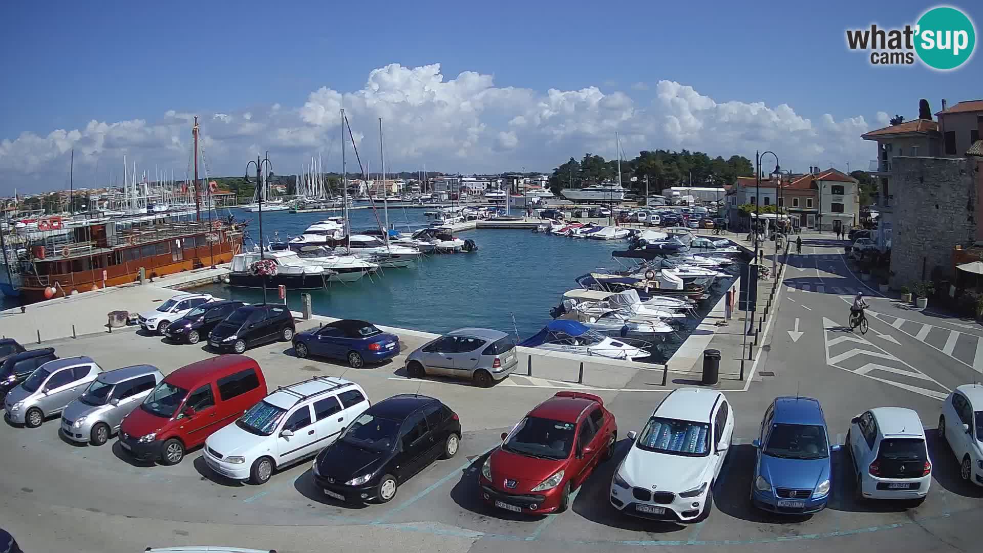Novigrad | Porporela marina