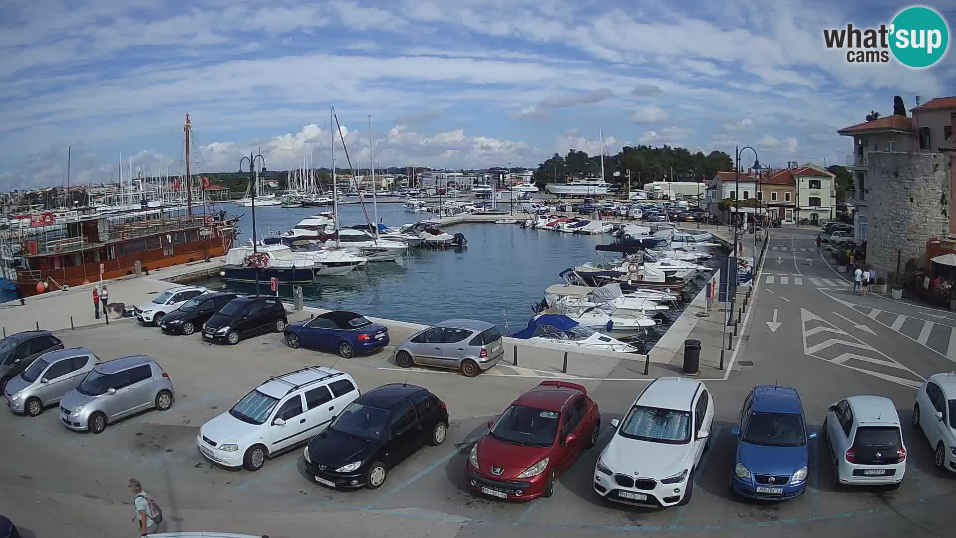 Novigrad | Porporela marina