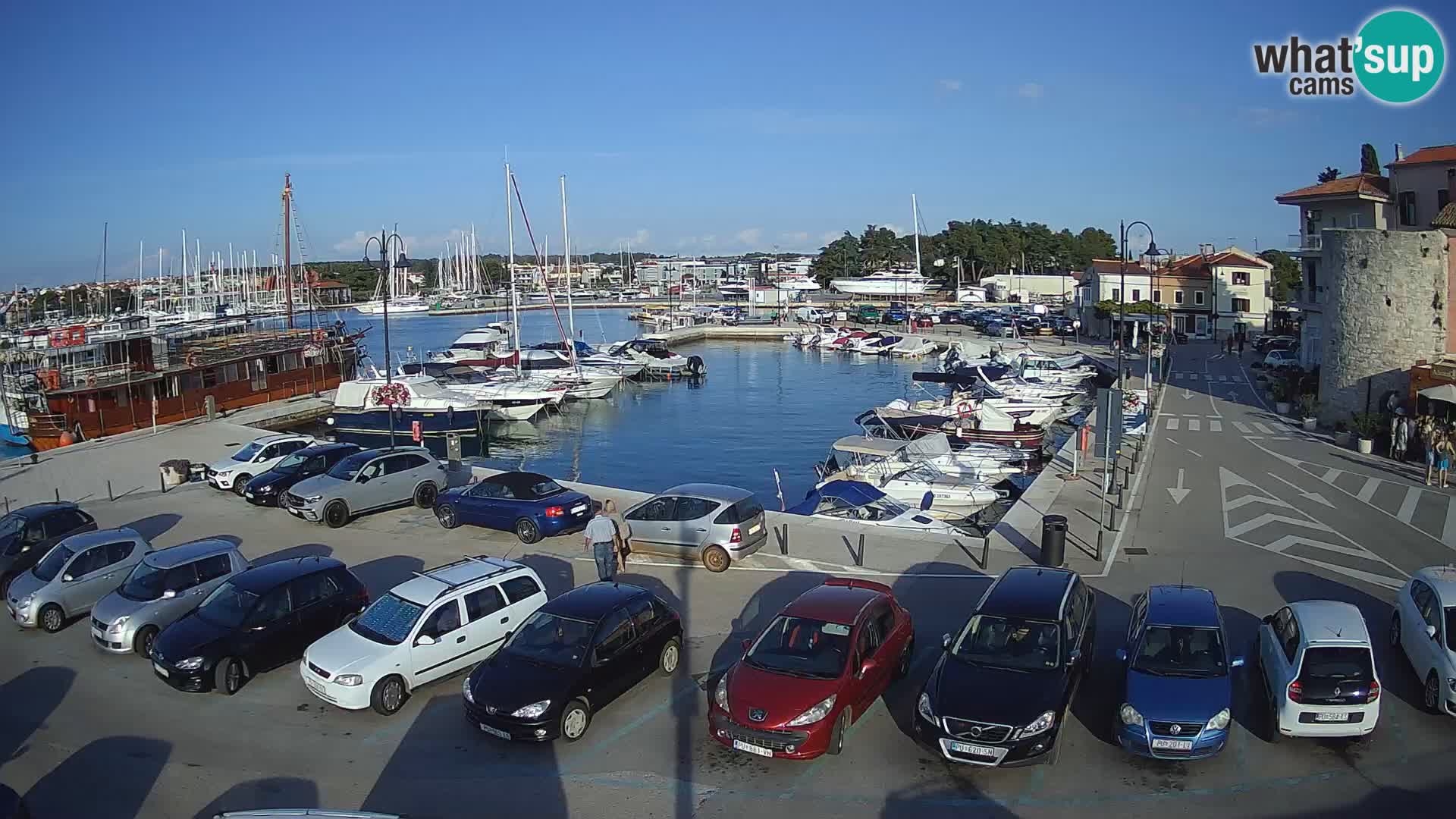 Novigrad | Porporela marina