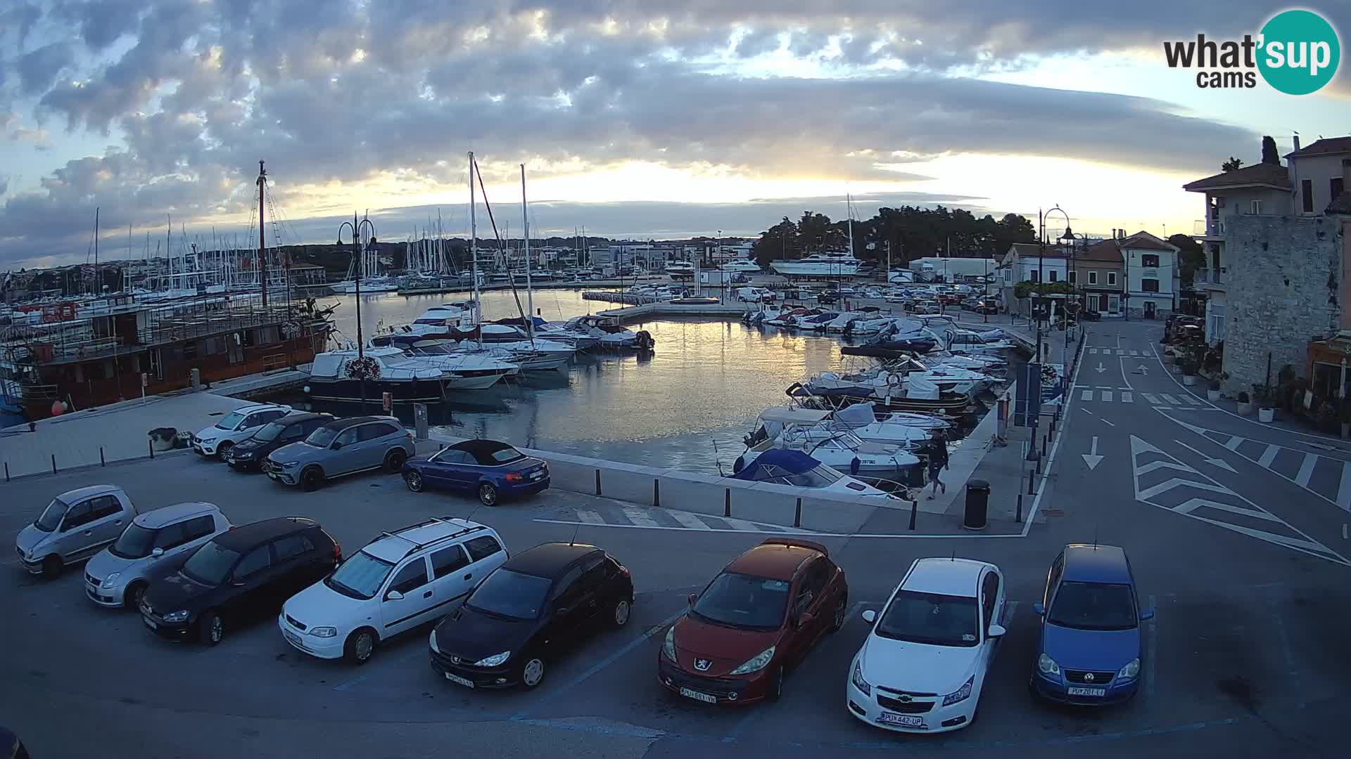 Novigrad | Porporela marina