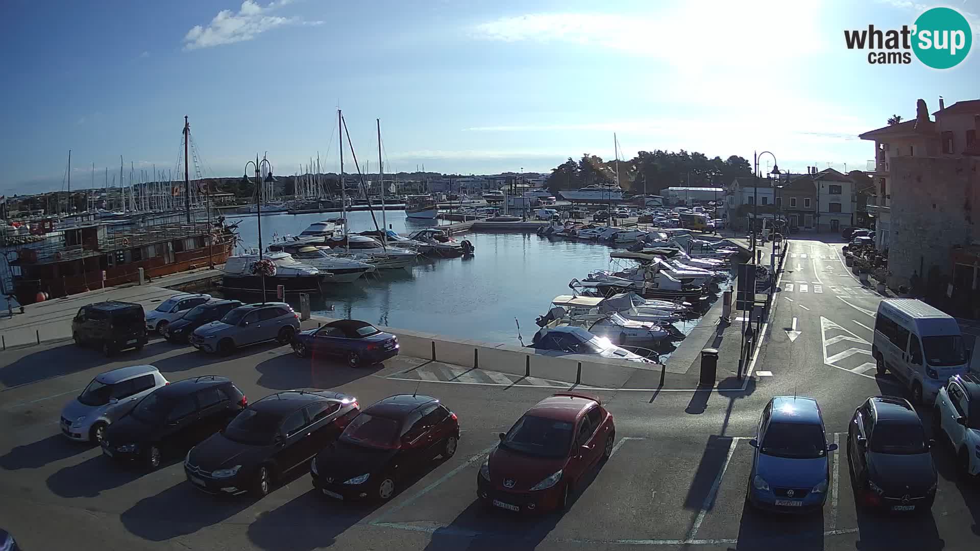 Novigrad | Porporela marina