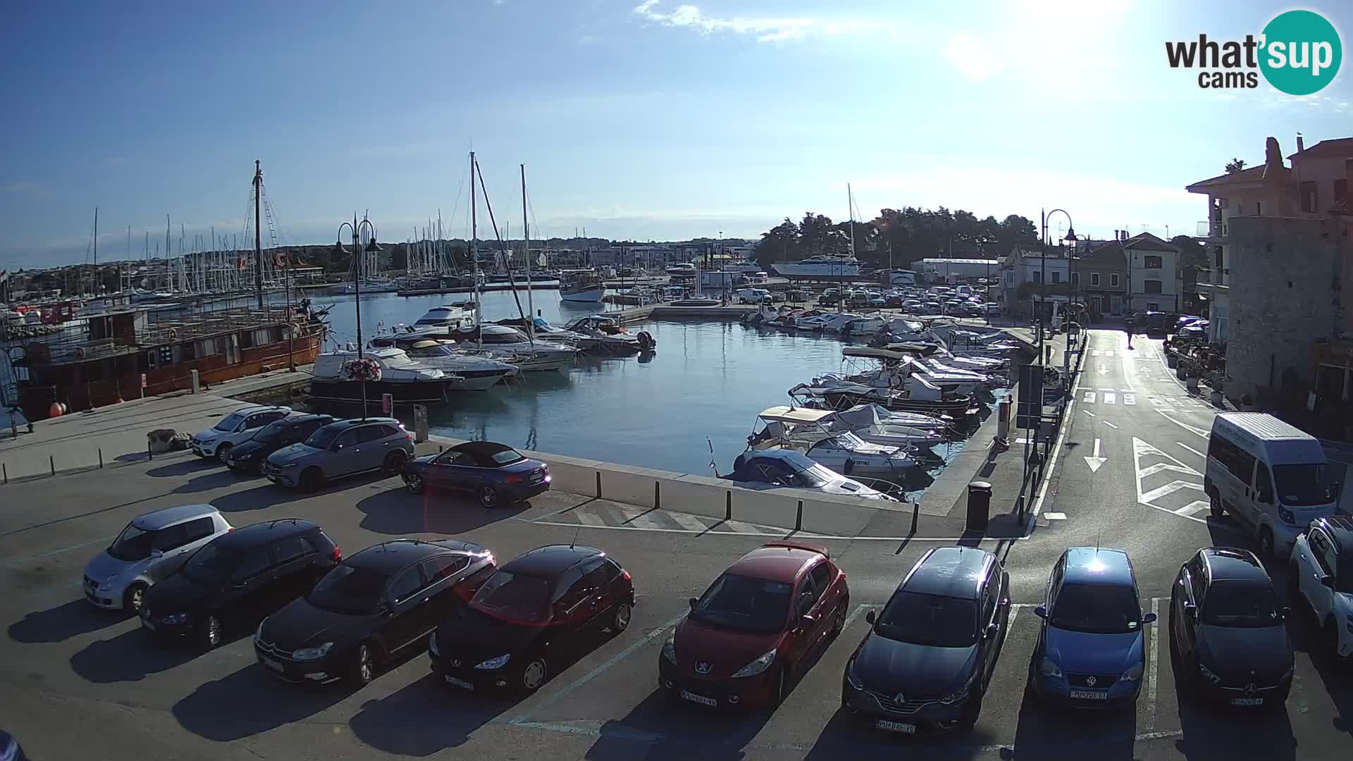Novigrad | Porporela marina