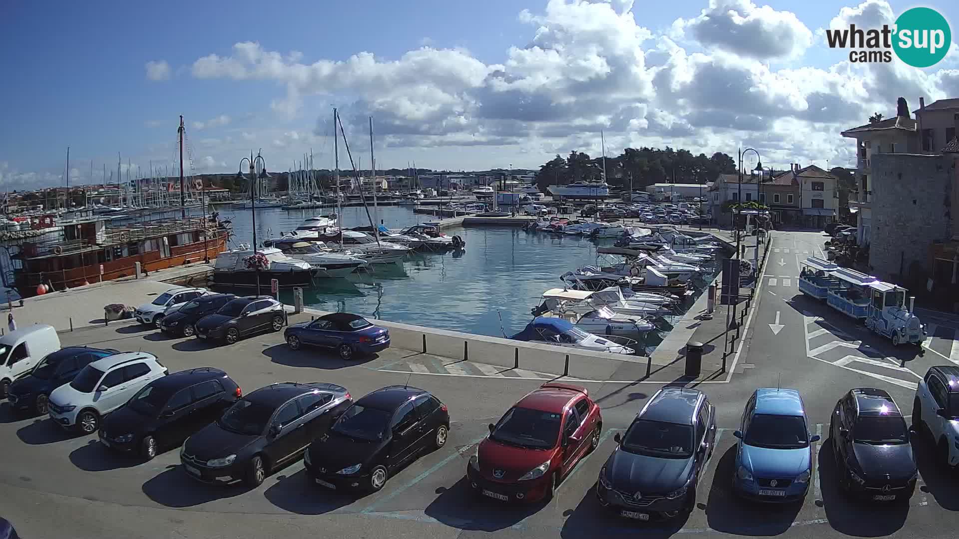 Novigrad | Porporela marina