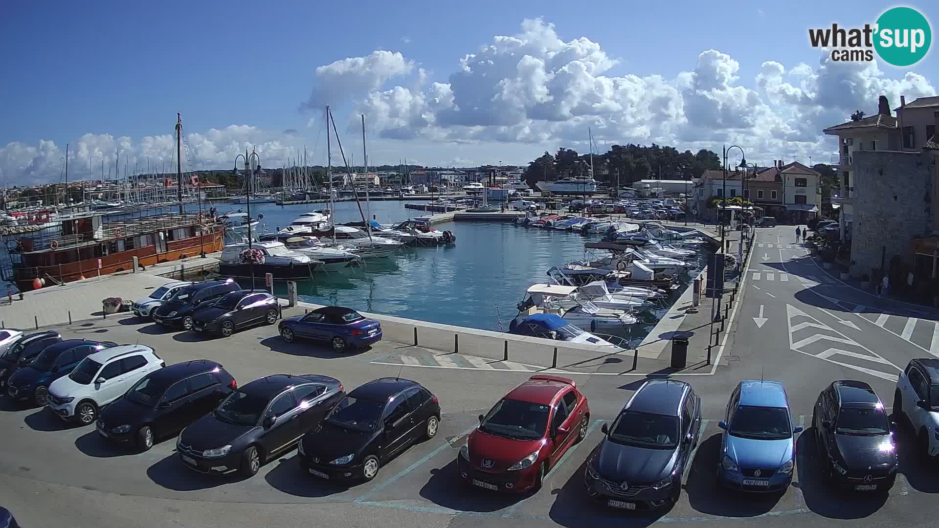 Novigrad | Porporela marina