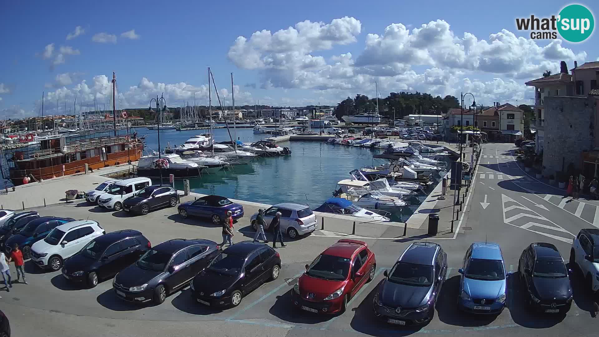 Novigrad | Porporela marina