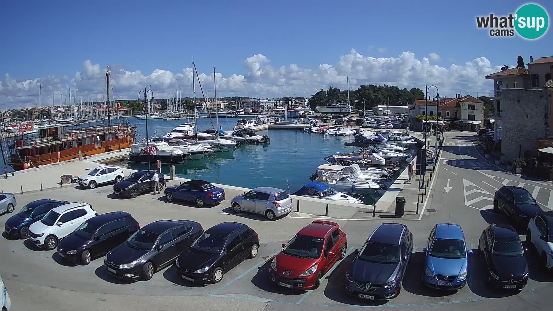 Novigrad | Porporela marina