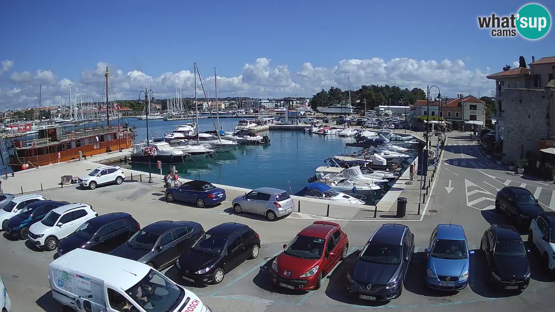 Novigrad | Porporela marina