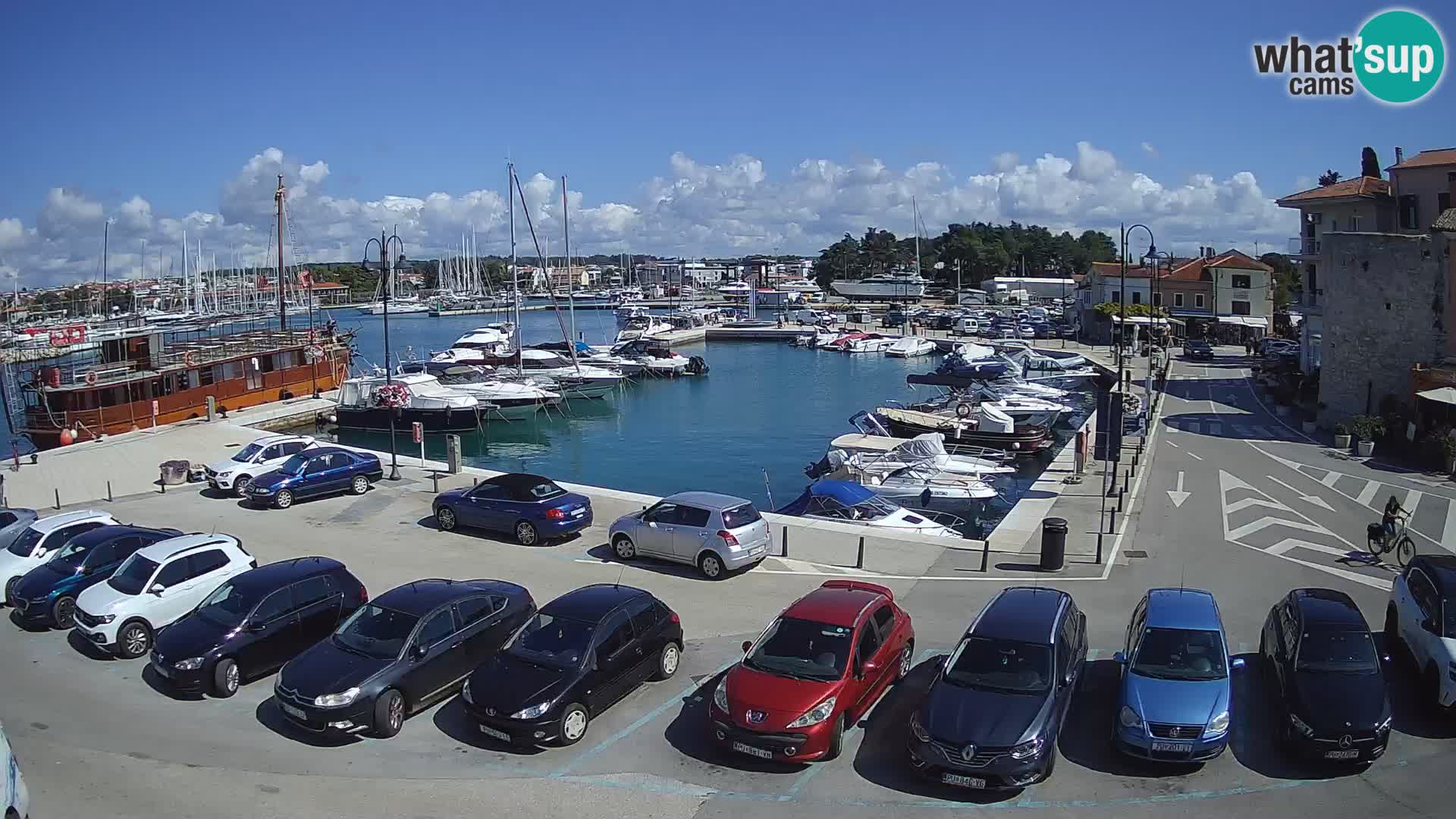 Novigrad | Porporela marina