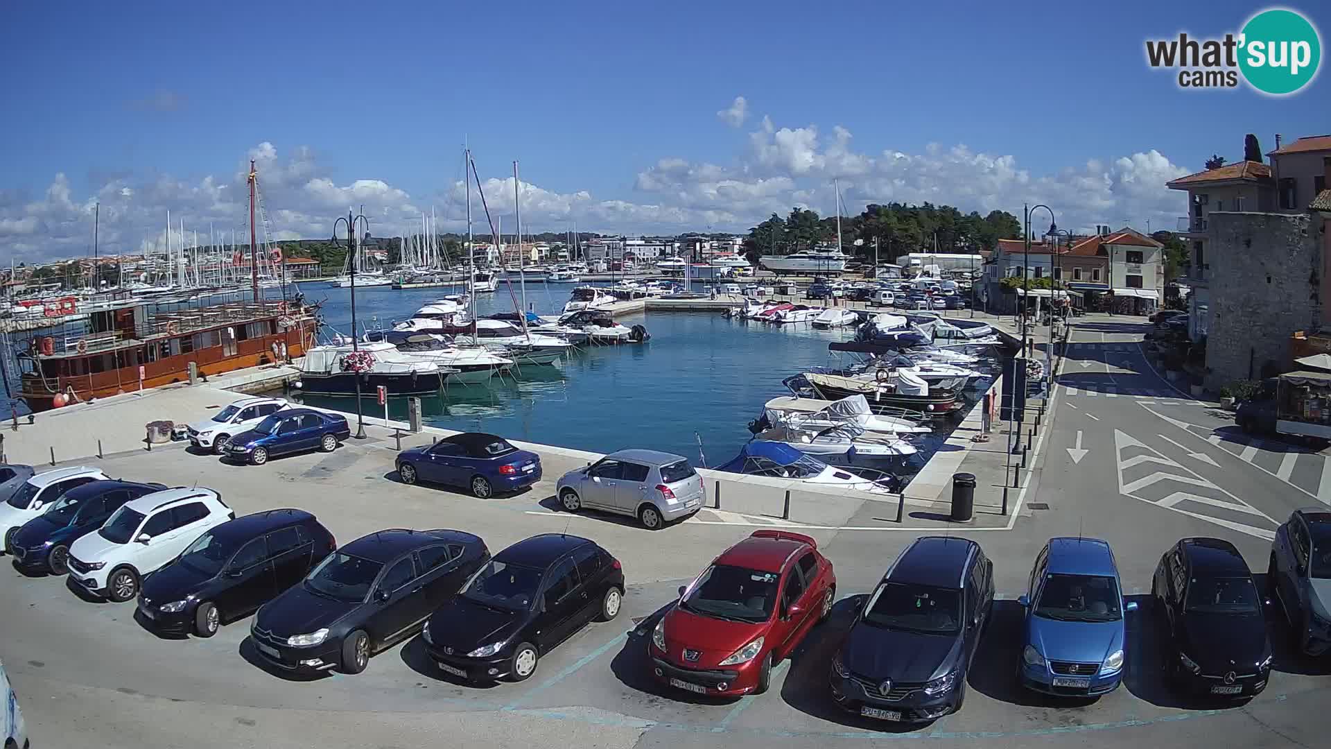 Novigrad | Porporela marina