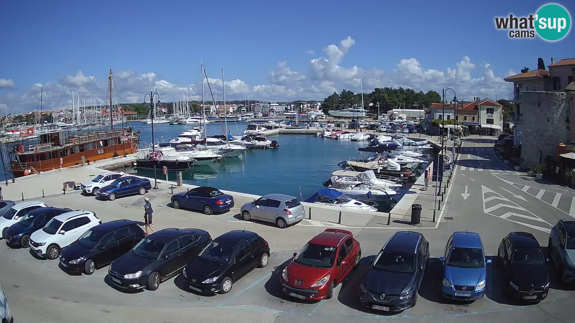 Novigrad | Porporela marina
