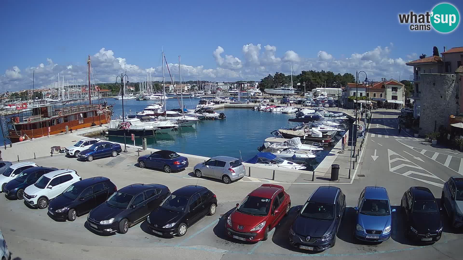 Novigrad | Porporela marina