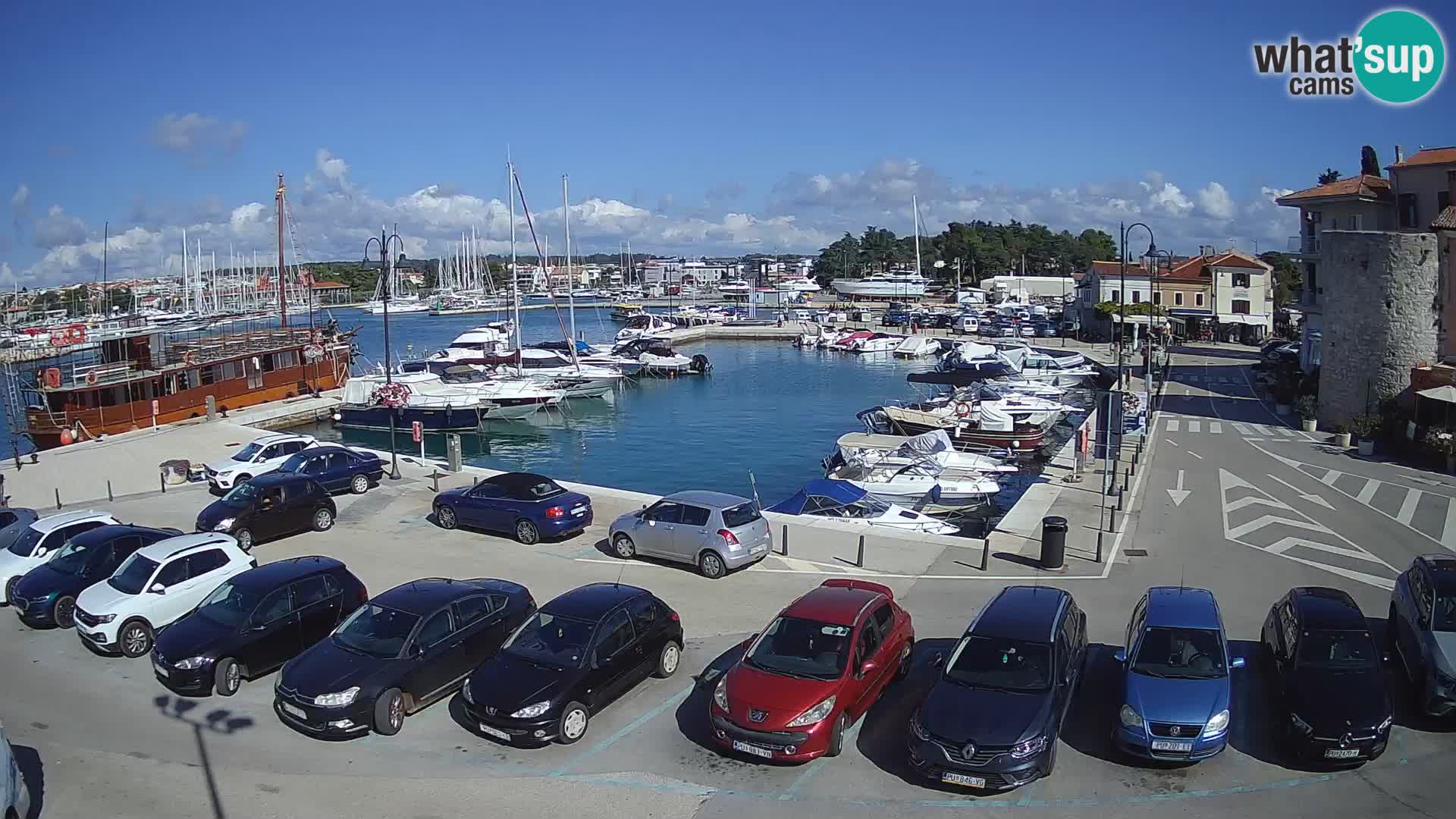 Novigrad | Porporela marina