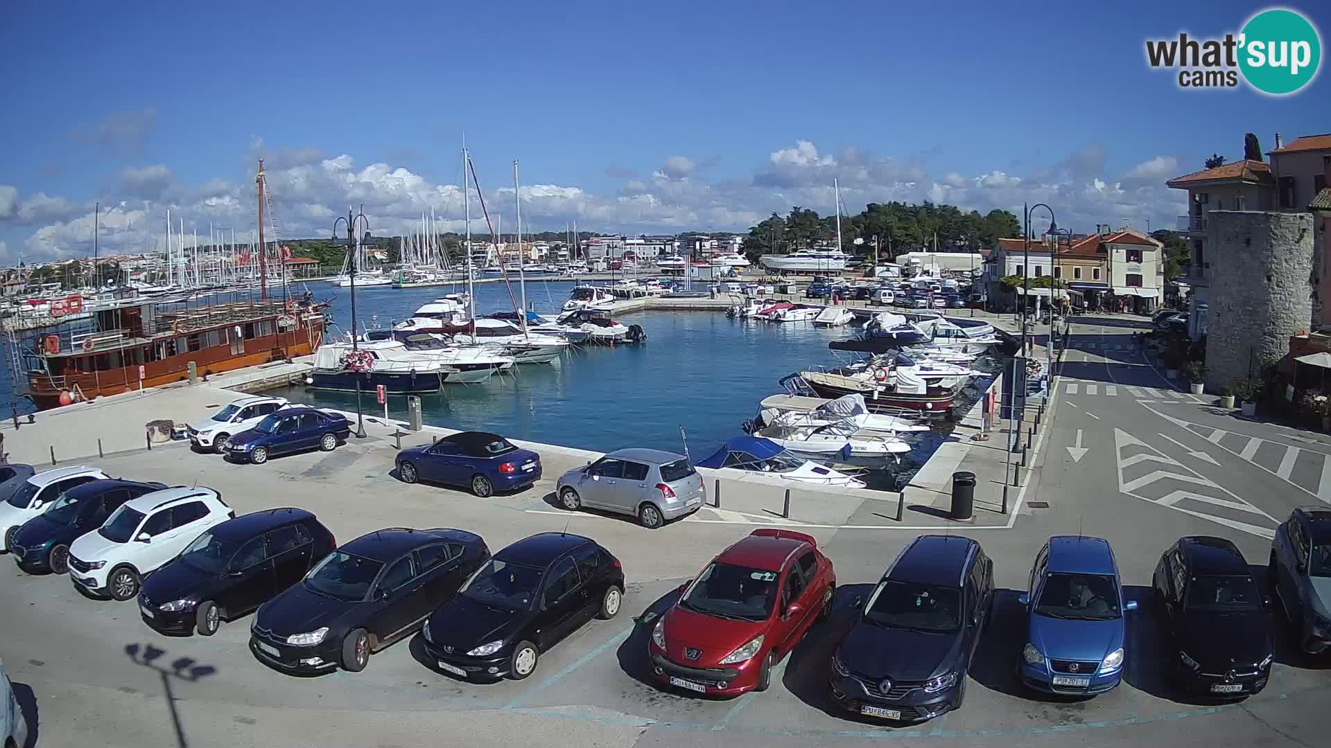 Novigrad | Porporela marina