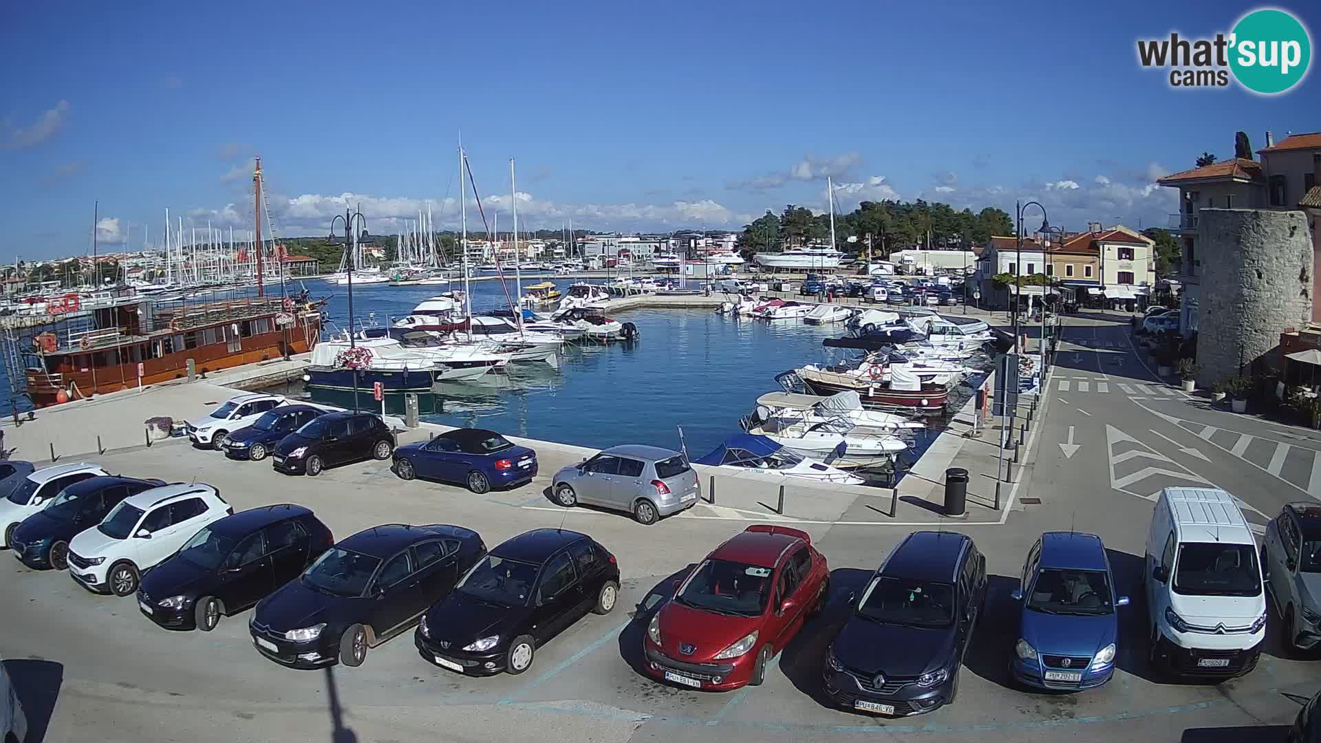 Novigrad | Porporela marina